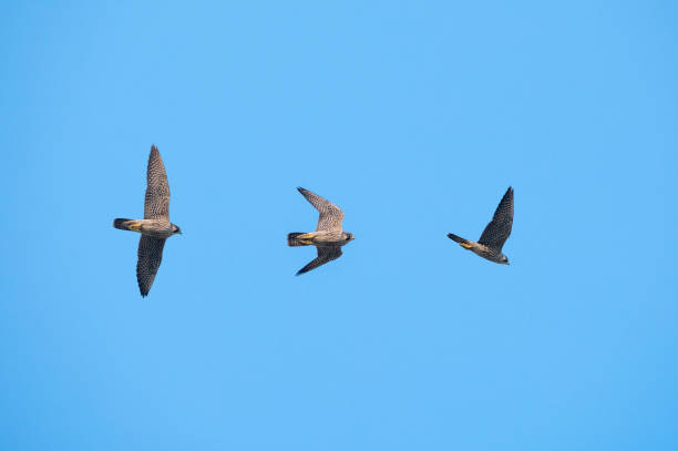 falcão peregrino voando no fundo do céu azul - 11193 - fotografias e filmes do acervo