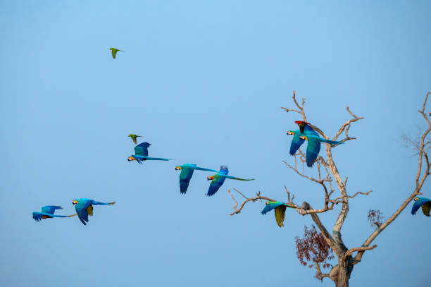 papagaio de close-up voando em fundo azul astuto - 11194 - fotografias e filmes do acervo