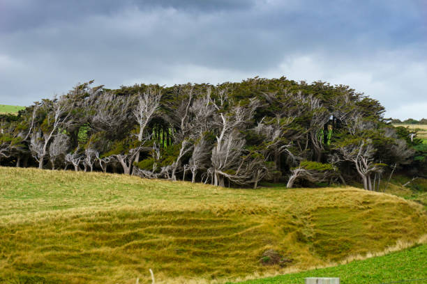 Group of macrocarpa trees bent over in wind