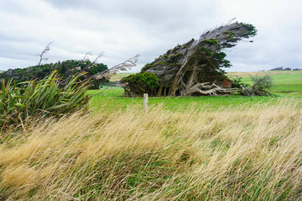 istock Group of macrocarpa trees bent over in wind 1298483009