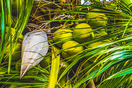 Green Coconuts Palm Tree Leaves Moorea Tahiti French Polynesia. Coconuts have milk meat dried become copra.  Used in cosmetics