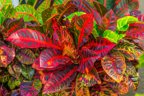 istock Red Green Fire Croton Moorea Tahiti 1298483472