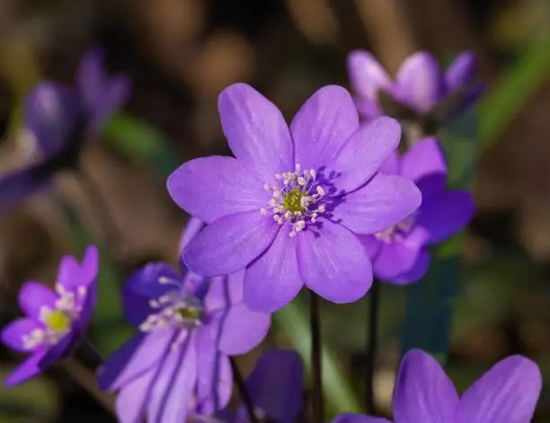 group of liverwort blossoms (anemone hepatica) in early spring in alpine valley "Frühlingstal" in Kaltern, South Tyrol, Italy