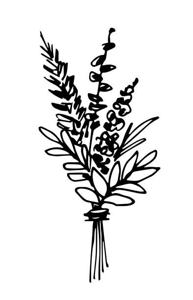 Hand-drawn vector drawing in black outline. Dried flowers bouquet isolated on white background. For greeting card design. Spring holidays, 8 March, mother's day. Hand-drawn vector drawing in black outline. Dried flowers bouquet isolated on white background. For greeting card design. Spring holidays, 8 March, mother's day. bundle illustrations stock illustrations