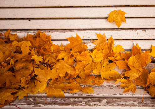 Close up view of golden maple leaves on white wooden bench in autumn park