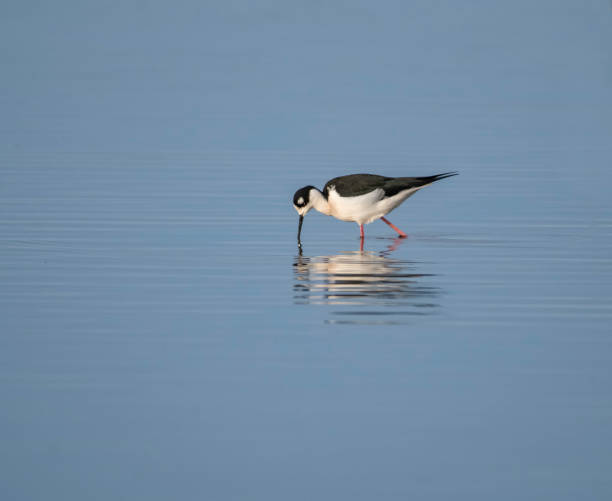 istock Black-Neck Stilt on the Hunt 1298487157