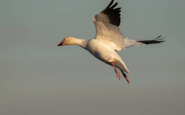 istock Graceful Landing Snow Goose 1298487181