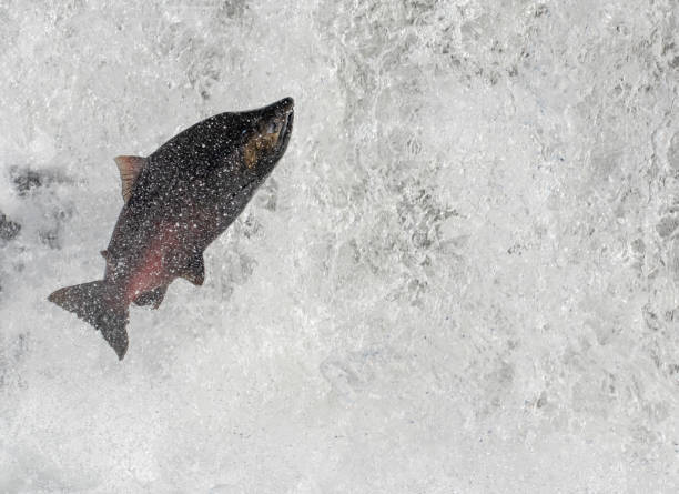 istock Buck Salmon Into the Falls 1298487655