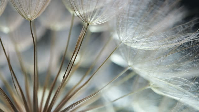 Extreme Close up of a Dandelion