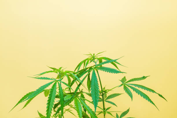 istock Green marijuana or cannabis tree with a yellow background with copy space. 1298490975