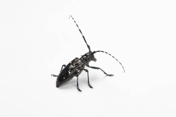 istock The longicorn beetle isolated on white background 1298493874