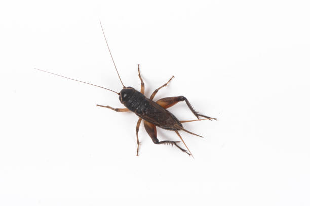 istock Gryllidae , Cricket isolated on white background. 1298494104