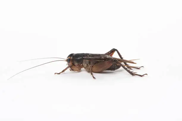 Photo of Gryllidae , Cricket isolated on white background.