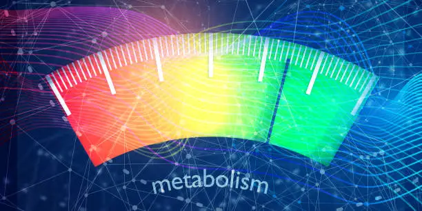 Photo of Metabolism Level Concept