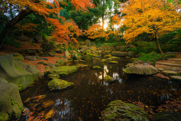 parc de rikugien avec des couleurs d’automne - japanese maple leaf water japan photos et images de collection