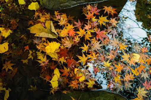 Rikugien park with autumn colors