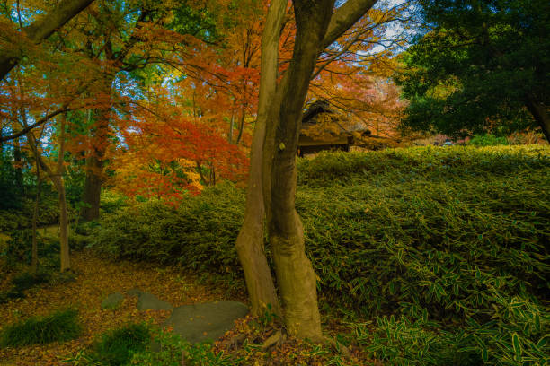 istock Rikugien park with autumn colors 1298506550