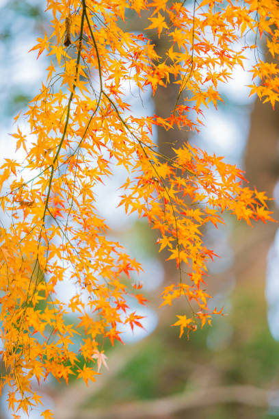 rikugien park mit herbstfarben - tree area japanese fall foliage japanese maple autumn stock-fotos und bilder