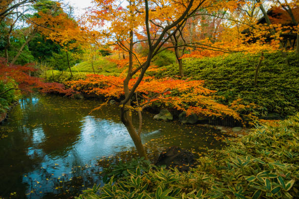 istock Rikugien park with autumn colors 1298506740