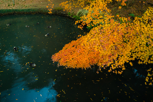 Rikugien park with autumn colors