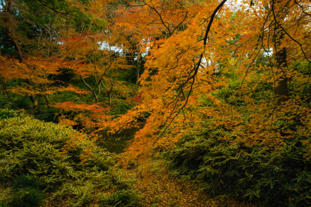 Rikugien park with autumn colors