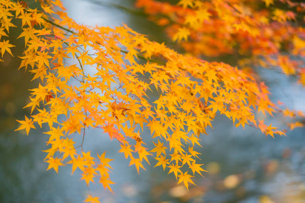 rikugien park mit herbstfarben - tree area japanese fall foliage japanese maple autumn stock-fotos und bilder