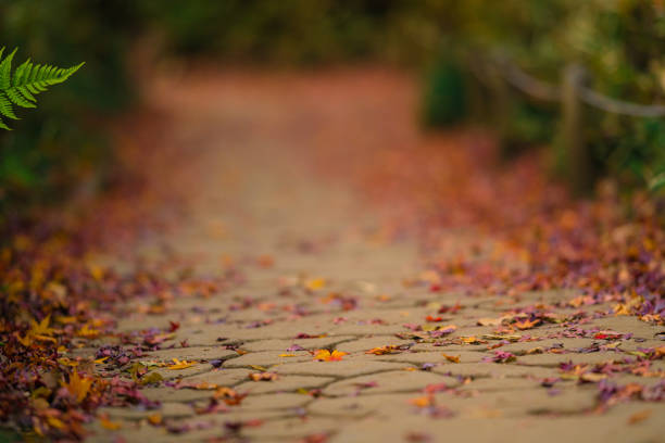Rikugien park with autumn colors