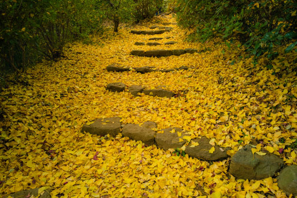 Chesterfield, NH, USA - October 10, 2023: A tourist takes photo of a lone empty stone staircase leading nowhere, ruins in a forest, Madame Sherri Forest