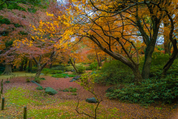 istock Rikugien park with autumn colors 1298507545