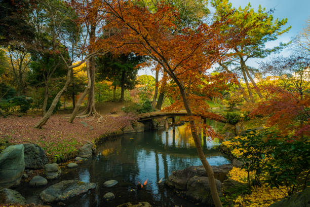 park rikugien w jesiennych kolorach - ginkgo ginkgo tree leaf water zdjęcia i obrazy z banku zdjęć