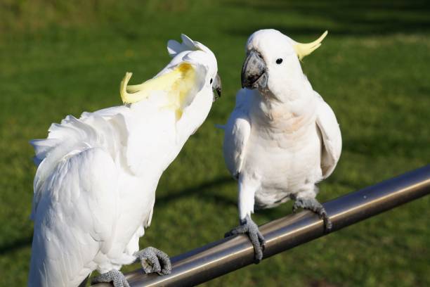Close Up of two gossipping Cockatoos Sydney, New South Wales, Australia, January 7, 2021. sulphur crested cockatoo (cacatua galerita) stock pictures, royalty-free photos & images