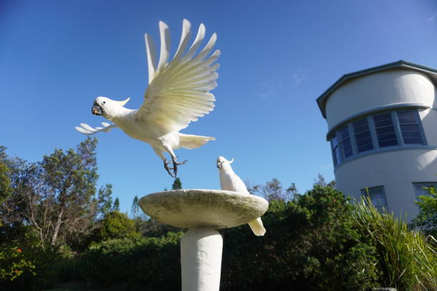 Cockatoo gracefully taking off from a Fountain Top Sydney, New South Wales, Australia, January 21, 2021.
Fountain at Gap Bluff inside Sydney Harbour National Park, Watsons Bay sulphur crested cockatoo (cacatua galerita) stock pictures, royalty-free photos & images