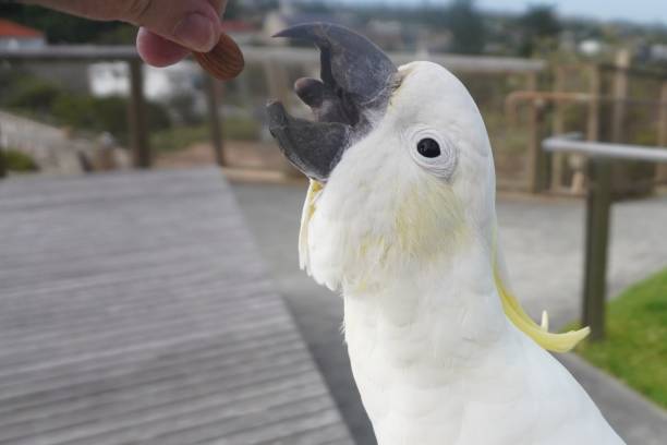 istock Cockatoo stretching out its Neck for an Almond 1298510909