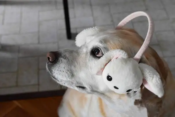 Labrador retriever Dog wearing Easter bunny ears