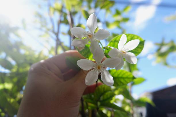 istock Arabian Jasmine White Flowers or White Angel (Arctic Snow) Flowers 1298512134