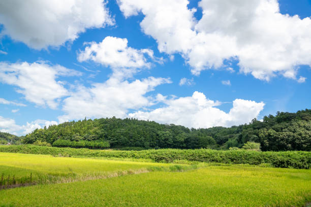 istock Fresh green and rural scenery under the blue sky 1298513795