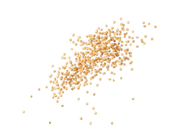istock Soy bean pouring  splash isolated on white background, Stop motion, food and drink object design 1298515115