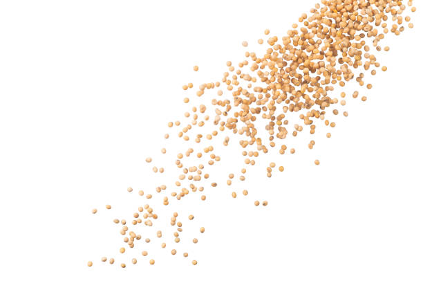 istock Soy bean pouring  isolated on white background, Stop motion, food and drink object design 1298515189