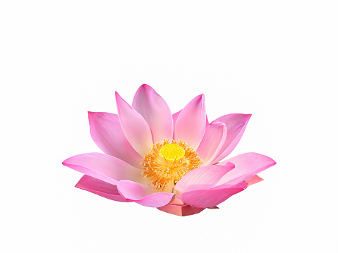 beautiful pink lily on white background