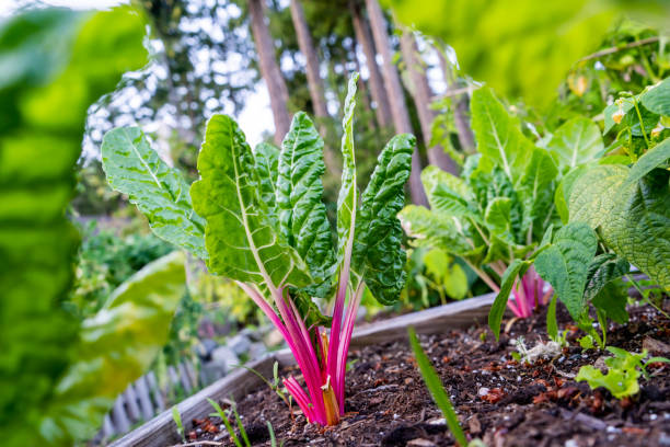 istock Ruby red or pink swiss chard with bright green leaves as a leafy vegetable growing in a home organic garden as a gardening hobby in a raised bed with healthy soil. 1298520850