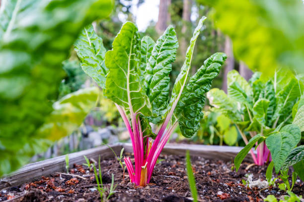 istock Ruby red or pink swiss chard with bright green leaves as a leafy vegetable growing in a home organic garden as a gardening hobby in a raised bed with healthy soil. 1298520856