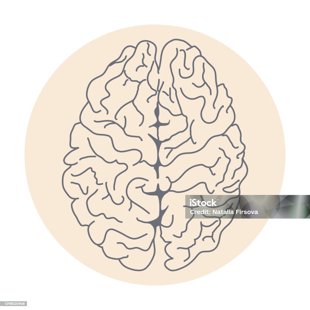 A Rounded Brain Human Brain In Circle Stock Illustration - Download Image Now - Anatomy ...