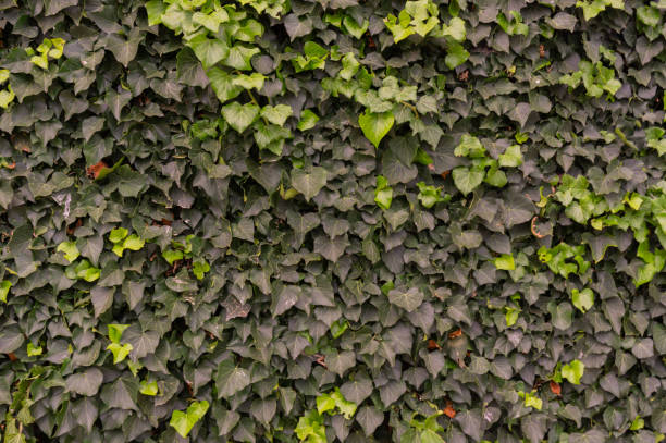 istock Ivy weaves on a stone wall 1298521768
