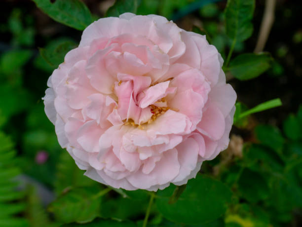istock Pink of Damask Rose flower 1298522414