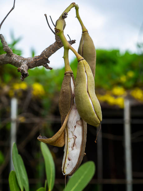 istock Tabebuia aurea seeds on tree branches in the garden. 1298522431