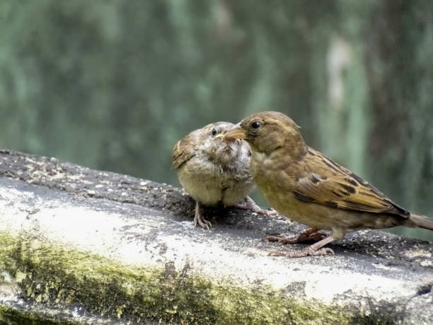 istock THE MOTHER SPARROW AND ITS FLEDGELING 1298524485