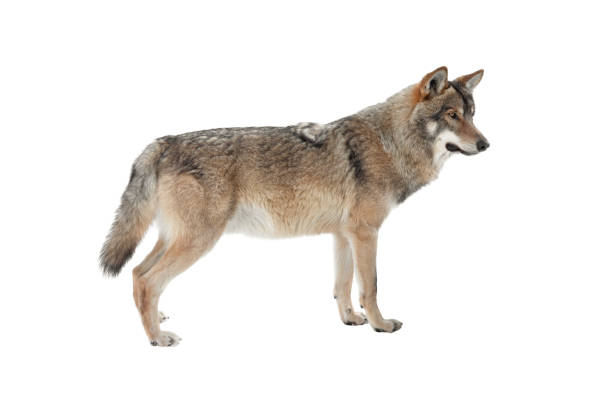 istock Standing gray wolf in the snow in winter isolated on white 1298525570
