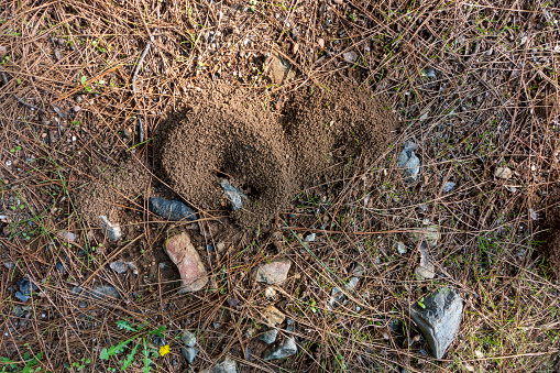 Entrance of the anthill