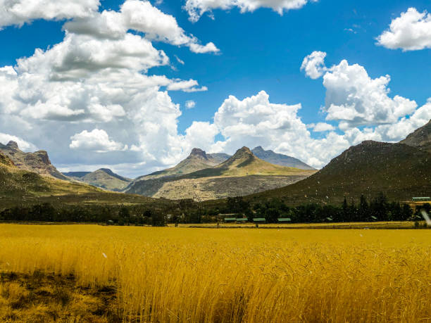 Thunderstorm rain in a wilderness with yellow grain grass cumulonimbus clouds backdrop Thunderstorm rain in a wilderness with yellow grain grass cumulonimbus clouds backdrop Mountain wilderness area in the Cederberg South Africa cederberg mountains photos stock pictures, royalty-free photos & images