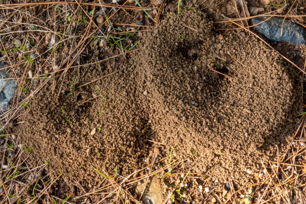 istock Entrance of the anthill 1298529236